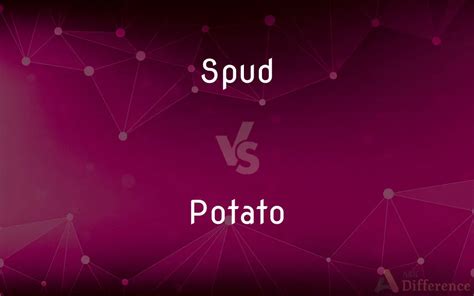 spud vs potato